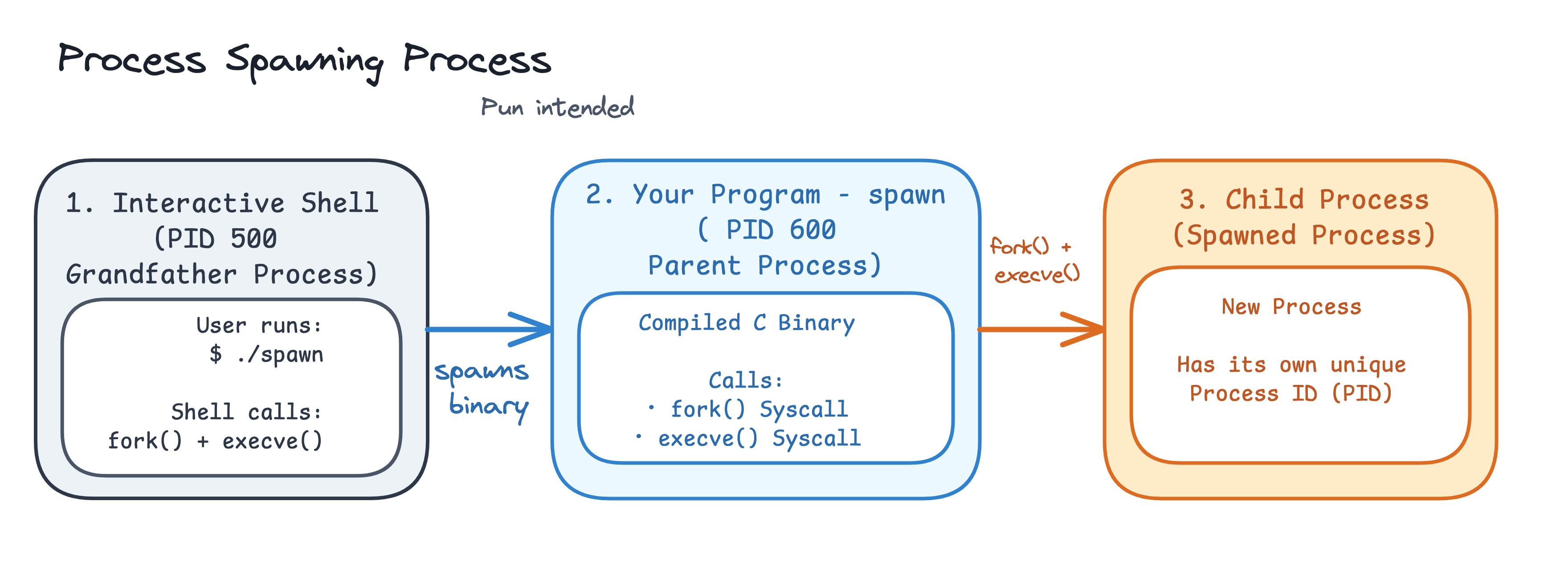 High-level overview of process execution hierarchy: bash spawning ./spawn, and ./spawn forking and execing a child process.
