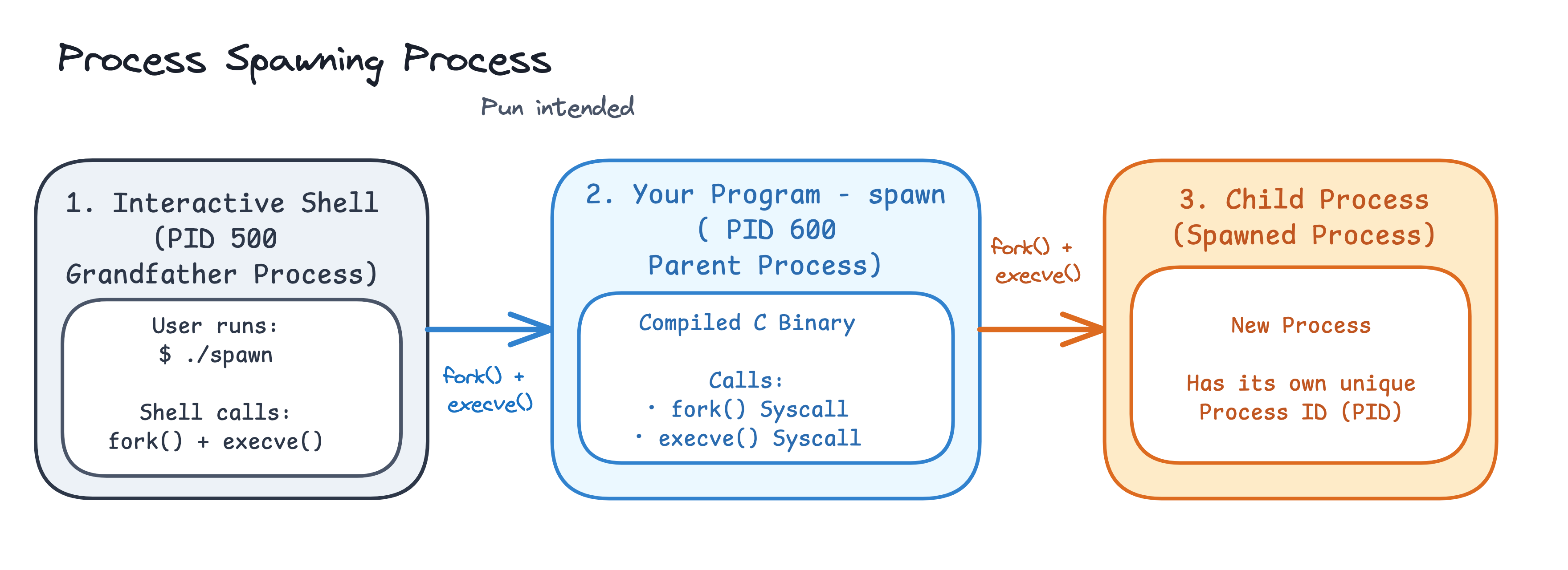 High-level overview of process execution hierarchy: bash spawning ./spawn, and ./spawn forking and execing a child process.